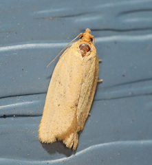 Clepsis divulsana