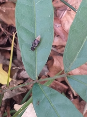 Isomerocera quadrilineata