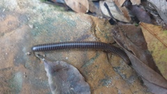 Rhinocricidae