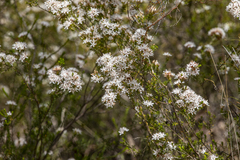 Calytrix tetragona