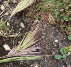 Bromus rubens