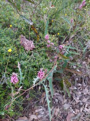 Grevillea quercifolia