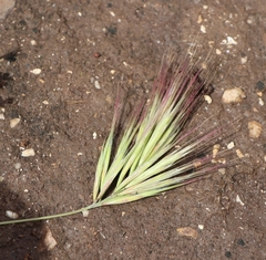 Bromus rubens