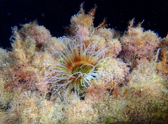 Cerianthus membranaceus