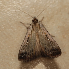 Tathorhynchus fallax