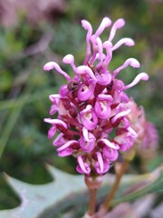 Grevillea quercifolia