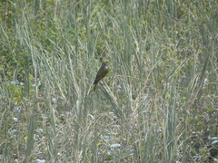 Serinus canicollis
