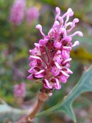 Grevillea quercifolia