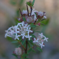 Pimelea linifolia