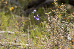 Thelymitra ixioides