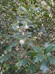 Osmanthus heterophyllus