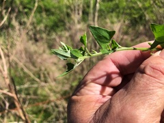 Chenopodium trigonon