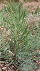 Elephantorrhiza