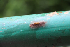 Dasychira chekiangensis