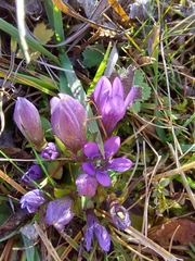 Gentianella austriaca