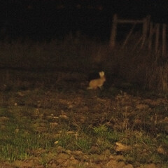 Lepus granatensis