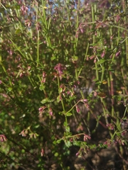 Gonocarpus tetragynus