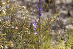 Thelymitra ixioides