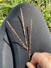 Digitaria tricholaenoides