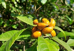 Tabernaemontana divaricata