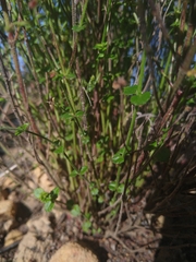 Gonocarpus tetragynus