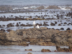Larus dominicanus vetula