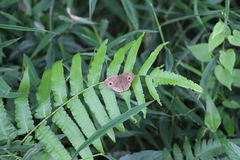 Satyrinae