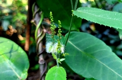 Tragia urticifolia