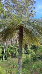 Cyatheales