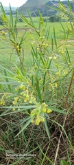 Asclepiadoideae