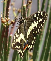 Papilio demodocus