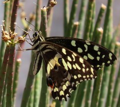 Papilio demodocus