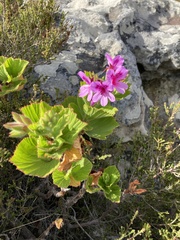 Pelargonium cucullatum