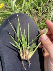 Digitaria tricholaenoides