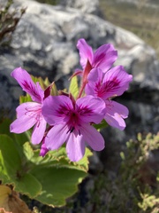 Pelargonium cucullatum