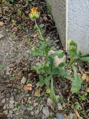 Calendula officinalis