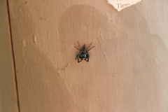 Thiania