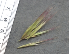 Bromus rubens