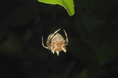 Poltys illepidus