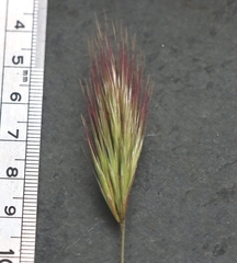 Bromus rubens