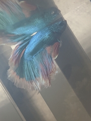 Betta splendens