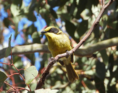 Lichenostomus melanops