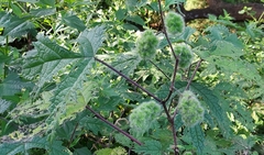 Girardinia diversifolia