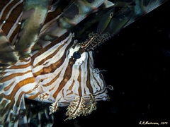 Pterois volitans