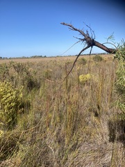 Hakea gibbosa