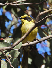 Lichenostomus melanops