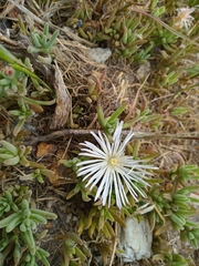 Mesembryanthemum canaliculatum