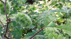 Girardinia diversifolia