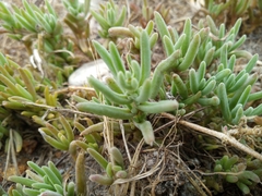 Mesembryanthemum canaliculatum