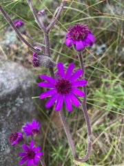 Senecio speciosus